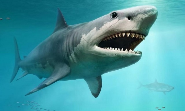Cá mập megalodon to hơn chiến hạm có thật trên đời không? 